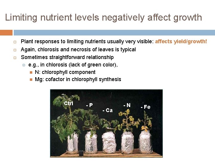 Limiting nutrient levels negatively affect growth Plant responses to limiting nutrients usually very visible: