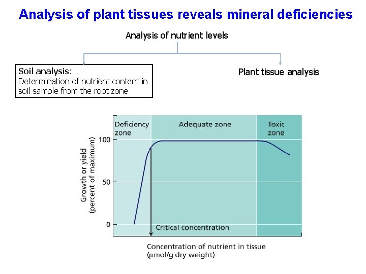 Analysis of plant tissues reveals mineral deficiencies Analysis of nutrient levels Soil analysis: Determination