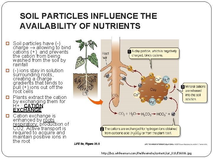 SOIL PARTICLES INFLUENCE THE AVAILABILITY OF NUTRIENTS Soil particles have (-) charge allowing to
