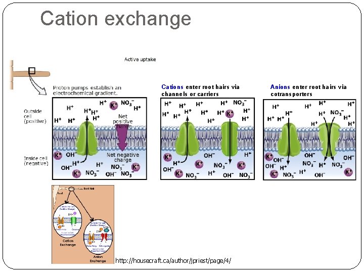 Cation exchange Cations enter root hairs via channels or carriers http: //housecraft. ca/author/jpriest/page/4/ Anions