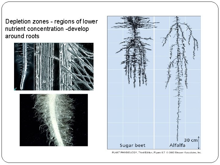 Depletion zones - regions of lower nutrient concentration -develop around roots 