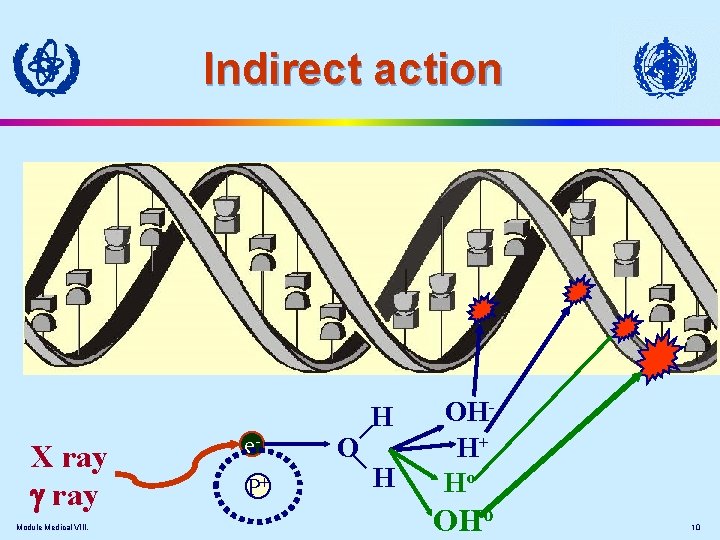 Indirect action Module Medical VIII. P+ O H X ray e- H OHH+ Ho
