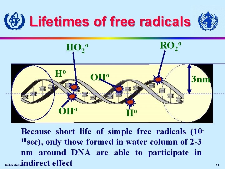 Lifetimes of free radicals HO 2 Ho OHo RO 2 o o OHo 3