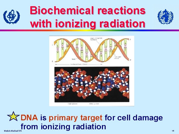 Biochemical reactions with ionizing radiation DNA is primary target for cell damage from ionizing