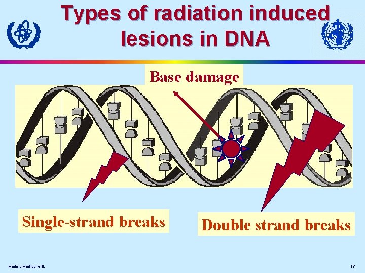 Types of radiation induced lesions in DNA Base damage Single-strand breaks Module Medical VIII.