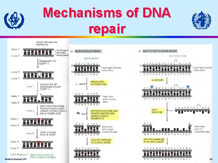 Mechanisms of DNA repair Module Medical VIII. 18 