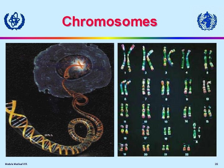 Chromosomes Module Medical VIII. 20 