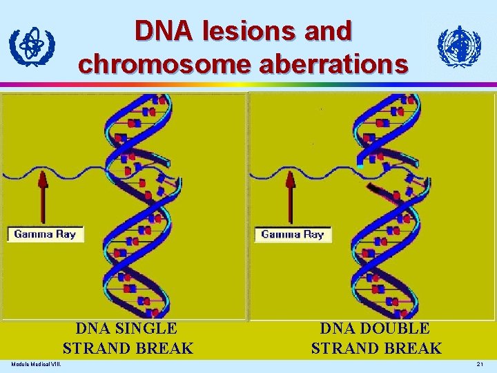 DNA lesions and chromosome aberrations DNA SİNGLE STRAND BREAK Module Medical VIII. DNA DOUBLE