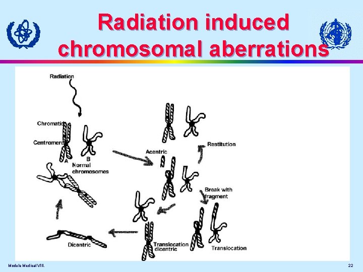 Radiation induced chromosomal aberrations Module Medical VIII. 22 