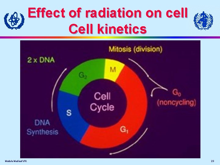 Effect of radiation on cell Cell kinetics Module Medical VIII. 23 