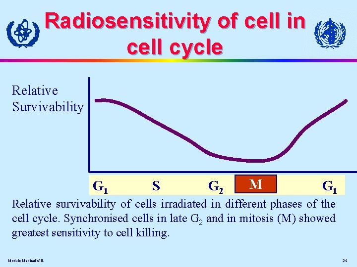Radiosensitivity of cell in cell cycle Relative Survivability G 1 S G 2 M