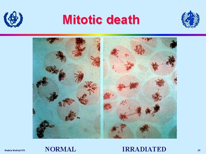 Mitotic death Module Medical VIII. NORMAL IRRADIATED 25 