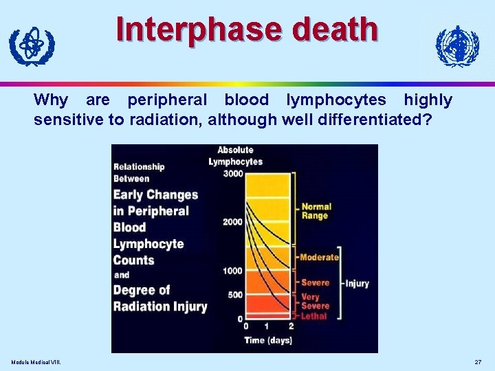 Interphase death Why are peripheral blood lymphocytes highly sensitive to radiation, although well differentiated?
