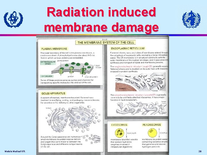 Radiation induced membrane damage Module Medical VIII. 28 