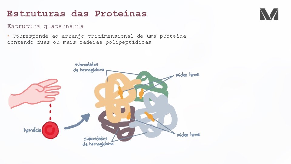 Estruturas das Proteínas Estrutura quaternária • Corresponde ao arranjo tridimensional de uma proteína contendo