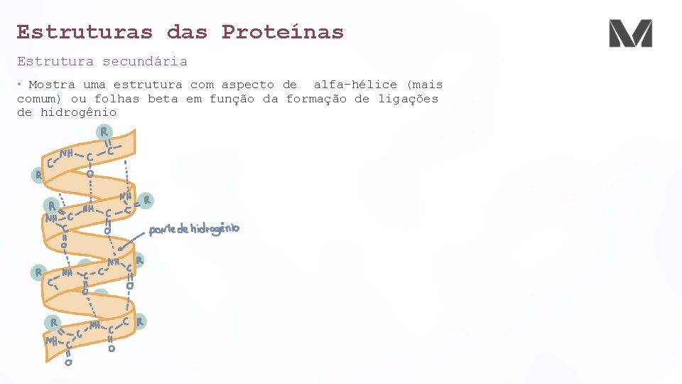 Estruturas das Proteínas Estrutura secundária • Mostra uma estrutura com aspecto de alfa–hélice (mais