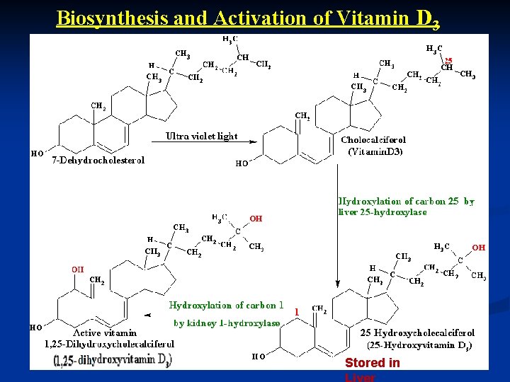 Biosynthesis and Activation of Vitamin D 3 Stored in 