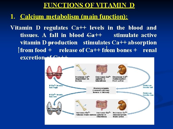 FUNCTIONS OF VITAMIN D 1. Calcium metabolism (main function): Vitamin D regulates Ca++ levels