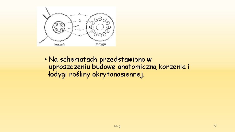  • Na schematach przedstawiono w uproszczeniu budowę anatomiczną korzenia i łodygi rośliny okrytonasiennej.