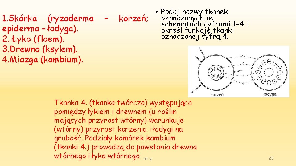 1. Skórka (ryzoderma epiderma – łodyga). 2. Łyko (floem). 3. Drewno (ksylem). 4. Miazga