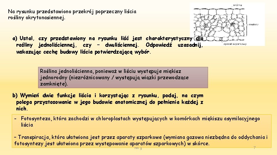 Na rysunku przedstawiono przekrój poprzeczny liścia rośliny okrytonasiennej. a) Ustal, czy przedstawiony na rysunku