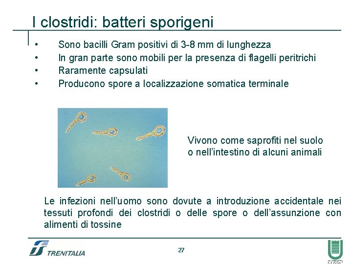 I clostridi: batteri sporigeni • • Sono bacilli Gram positivi di 3 -8 mm
