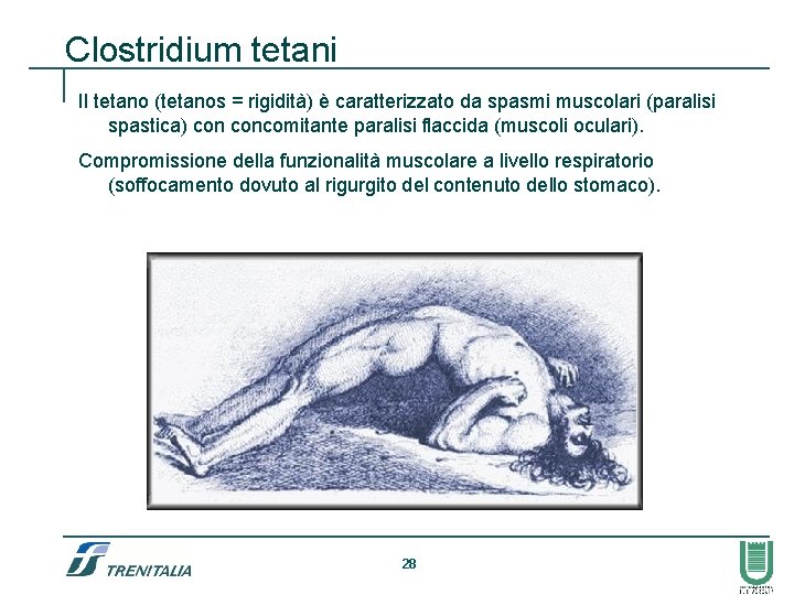 Clostridium tetani Il tetano (tetanos = rigidità) è caratterizzato da spasmi muscolari (paralisi spastica)