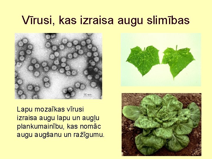 Vīrusi, kas izraisa augu slimības Lapu mozaīkas vīrusi izraisa augu lapu un augļu plankumainību,