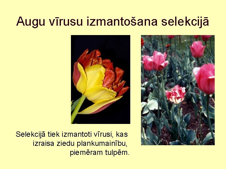 Augu vīrusu izmantošana selekcijā Selekcijā tiek izmantoti vīrusi, kas izraisa ziedu plankumainību, piemēram tulpēm.