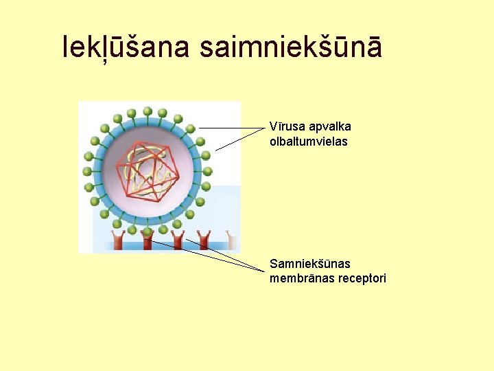 Iekļūšana saimniekšūnā Vīrusa apvalka olbaltumvielas Samniekšūnas membrānas receptori 