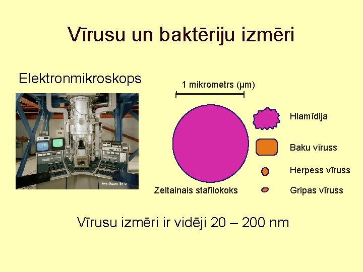 Vīrusu un baktēriju izmēri Elektronmikroskops 1 mikrometrs (µm) Hlamīdija Baku vīruss Herpess vīruss Zeltainais