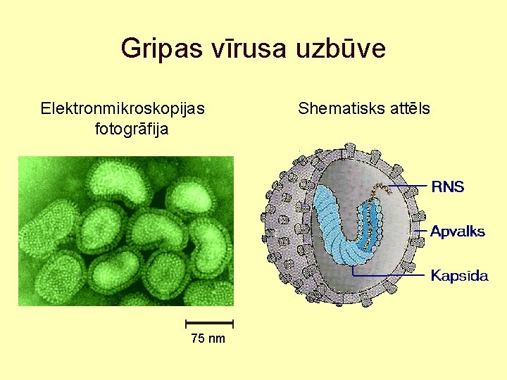 Gripas vīrusa uzbūve Elektronmikroskopijas fotogrāfija 75 nm Shematisks attēls 