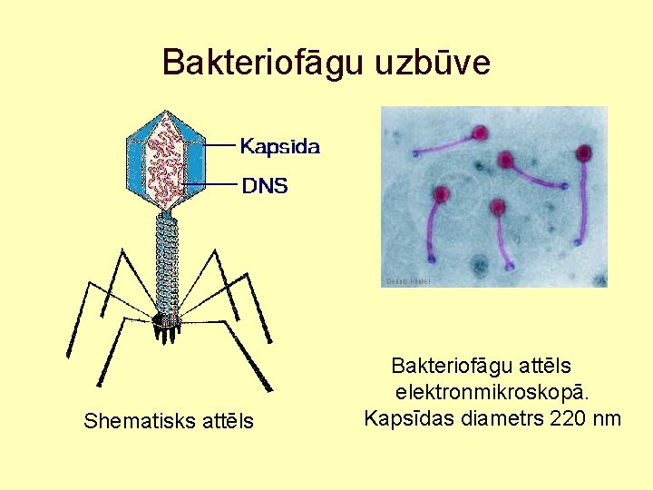 Bakteriofāgu uzbūve Shematisks attēls Bakteriofāgu attēls elektronmikroskopā. Kapsīdas diametrs 220 nm 