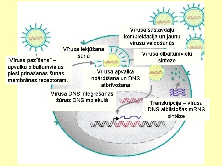 Vīrusa iekļūšana 2 šūnā “Vīrusa pazīšana” 1– apvalka olbaltumvielas piestiprināšanās šūnas membrānas receptoram. Vīrusa