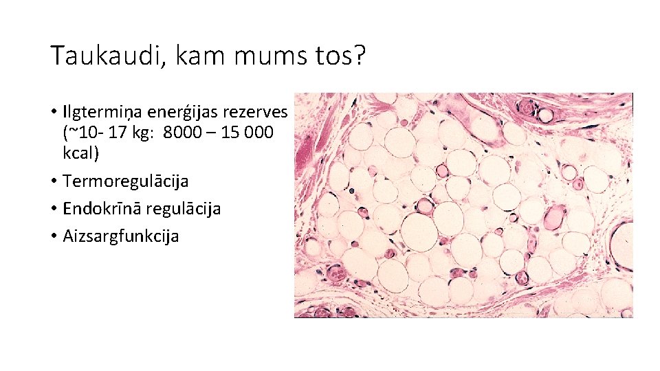 Taukaudi, kam mums tos? • Ilgtermiņa enerģijas rezerves (~10 - 17 kg: 8000 –