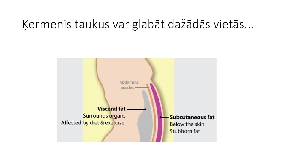 Ķermenis taukus var glabāt dažādās vietās. . . 
