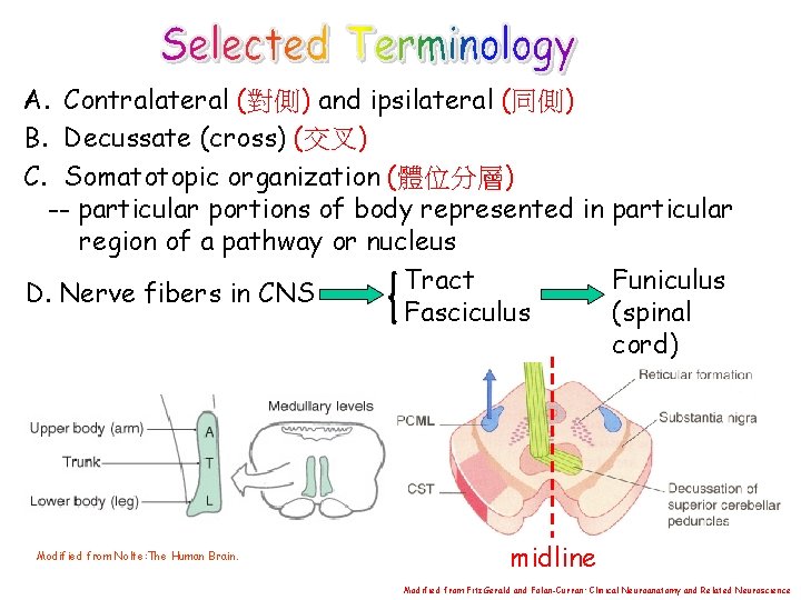 A. Contralateral (對側) and ipsilateral (同側) B. Decussate (cross) (交叉) C. Somatotopic organization (體位分層)
