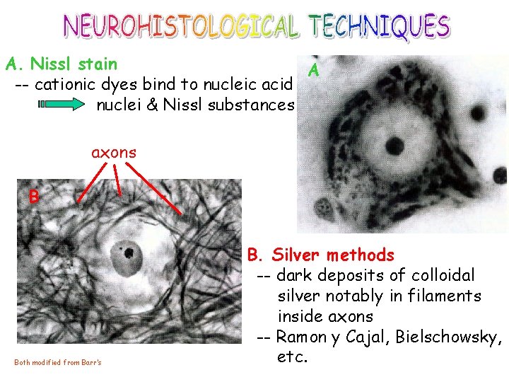 A. Nissl stain A -- cationic dyes bind to nucleic acid nuclei & Nissl