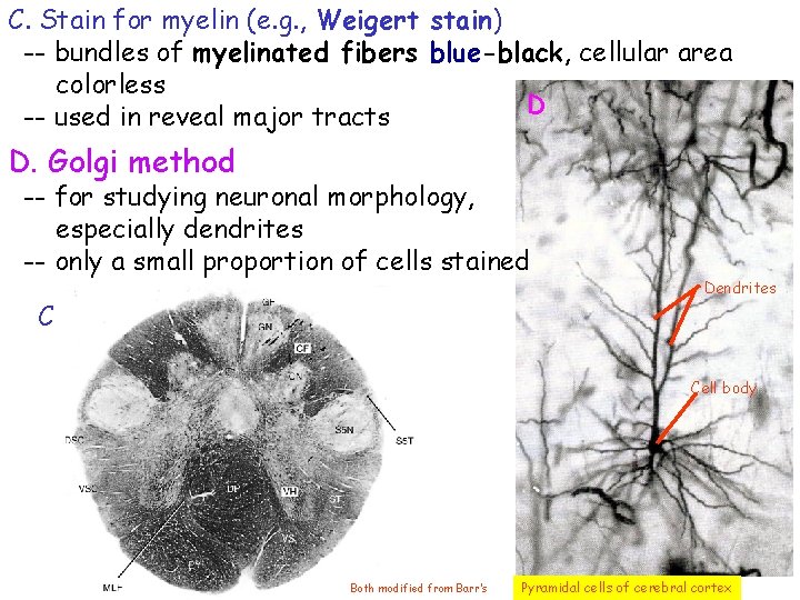 C. Stain for myelin (e. g. , Weigert stain) -- bundles of myelinated fibers