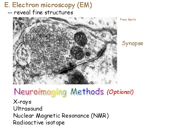 E. Electron microscopy (EM) -- reveal fine structures From Barr’s Synapse (Optional) X-rays Ultrasound