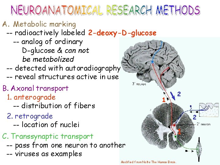 A. Metabolic marking -- radioactively labeled 2 -deoxy-D-glucose -- analog of ordinary D-glucose &