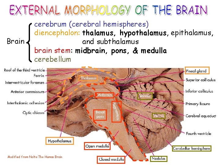 Brain cerebrum (cerebral hemispheres) diencephalon: thalamus, hypothalamus, epithalamus, and subthalamus brain stem: midbrain, pons,