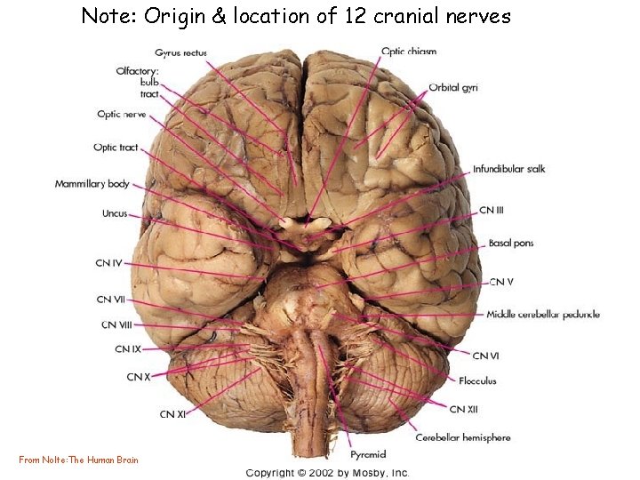 Note: Origin & location of 12 cranial nerves From Nolte: The Human Brain 