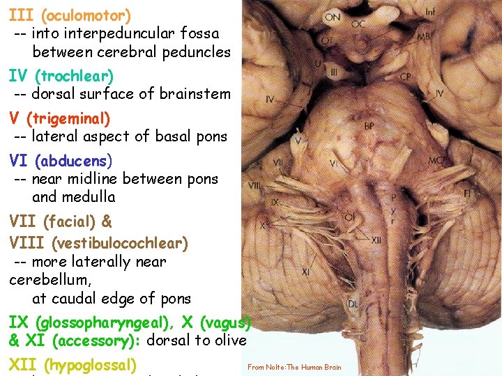 III (oculomotor) -- into interpeduncular fossa between cerebral peduncles IV (trochlear) -- dorsal surface