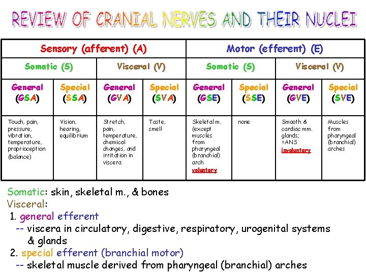 Sensory (afferent) (A) Somatic (S) Motor (efferent) (E) Visceral (V) Somatic (S) Visceral (V)