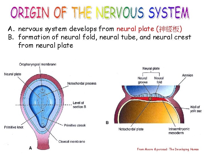 A. nervous system develops from neural plate (神經板) B. formation of neural fold, neural