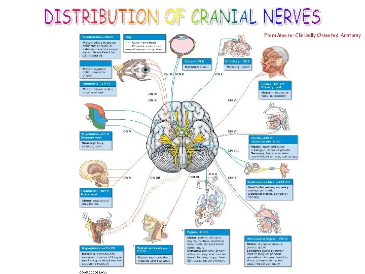 From Moore: Clinically Oriented Anatomy 