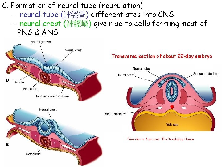 C. Formation of neural tube (neurulation) -- neural tube (神經管) differentiates into CNS --
