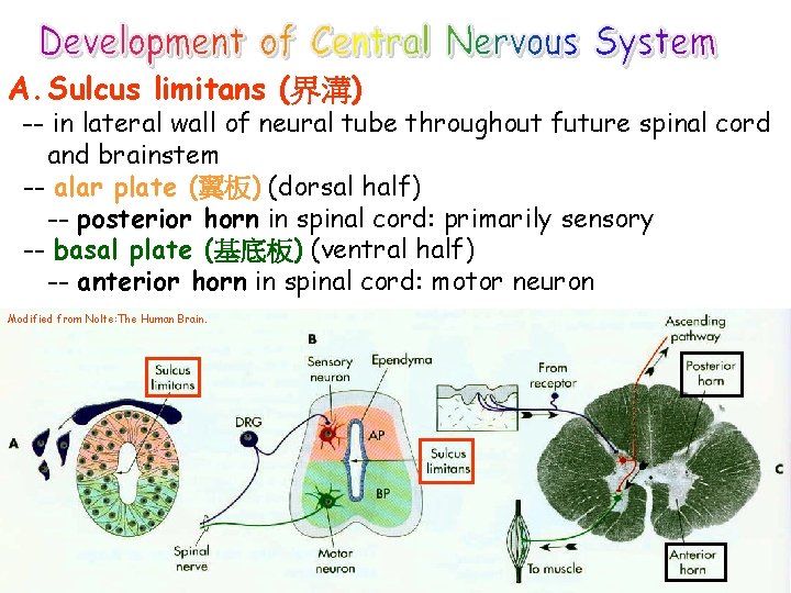 A. Sulcus limitans (界溝) -- in lateral wall of neural tube throughout future spinal