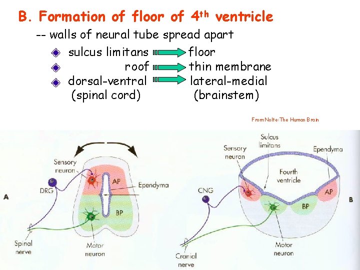 B. Formation of floor of 4 th ventricle -- walls of neural tube spread